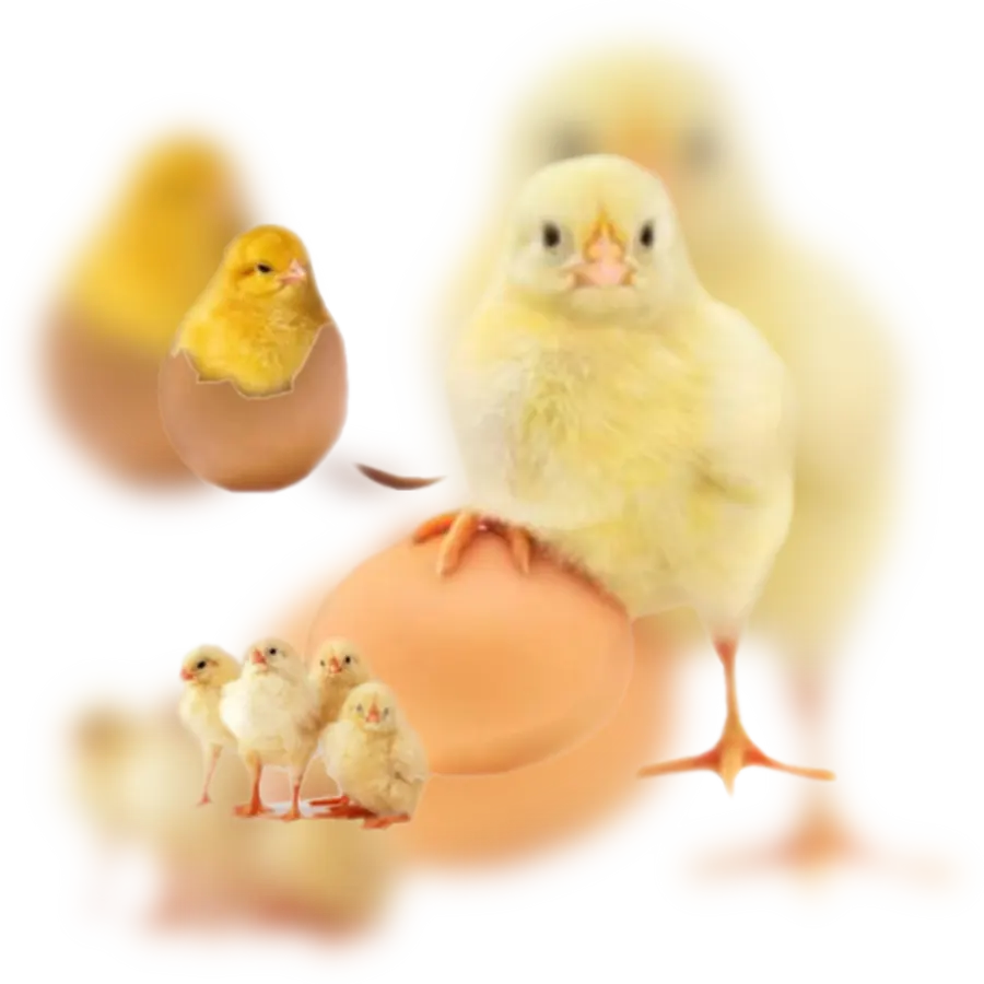 NetterVibration Polska wesołych Świąt Wielkanocnych 2016 NetterVibration Polska wesołych Świąt Wielkanocnych 2016