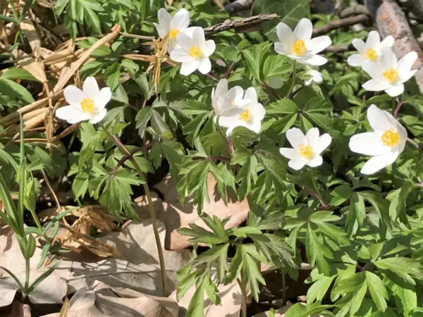 NetterVibration Polska wesołych Świąt Wielkanocnych 2017